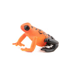 Grenouille équatoriale rouge Papo en PVC, Collection Animaux sauvages, jouet éducatif idéal pour enfants et collectionneurs