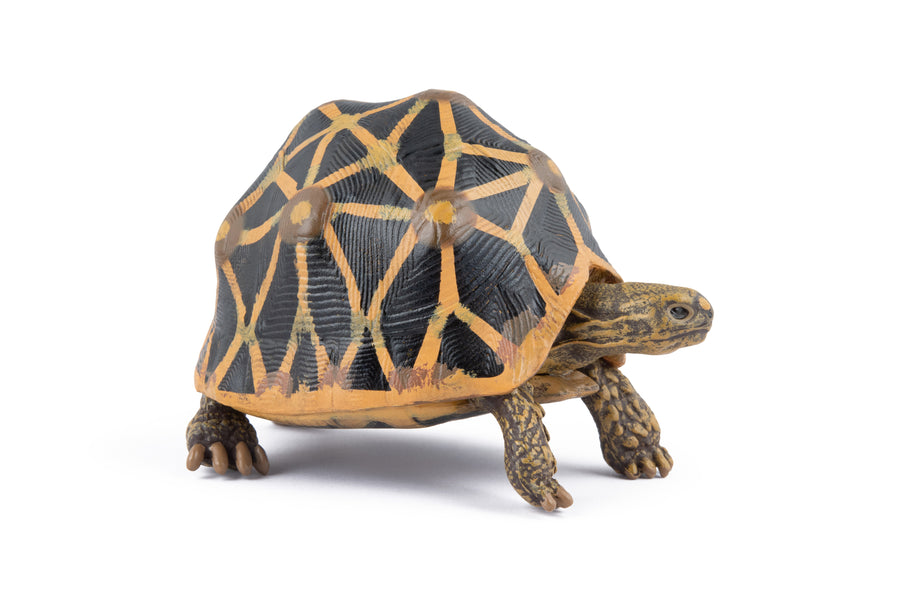 Strahlenschildkröten-Figur