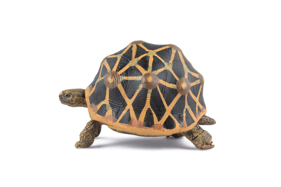 Strahlenschildkröten-Figur